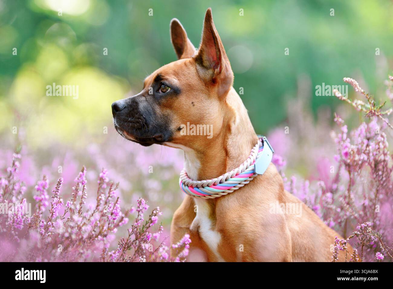 Cane marrone con colletto intrecciato tra il campo di fiori di erica viola Foto Stock