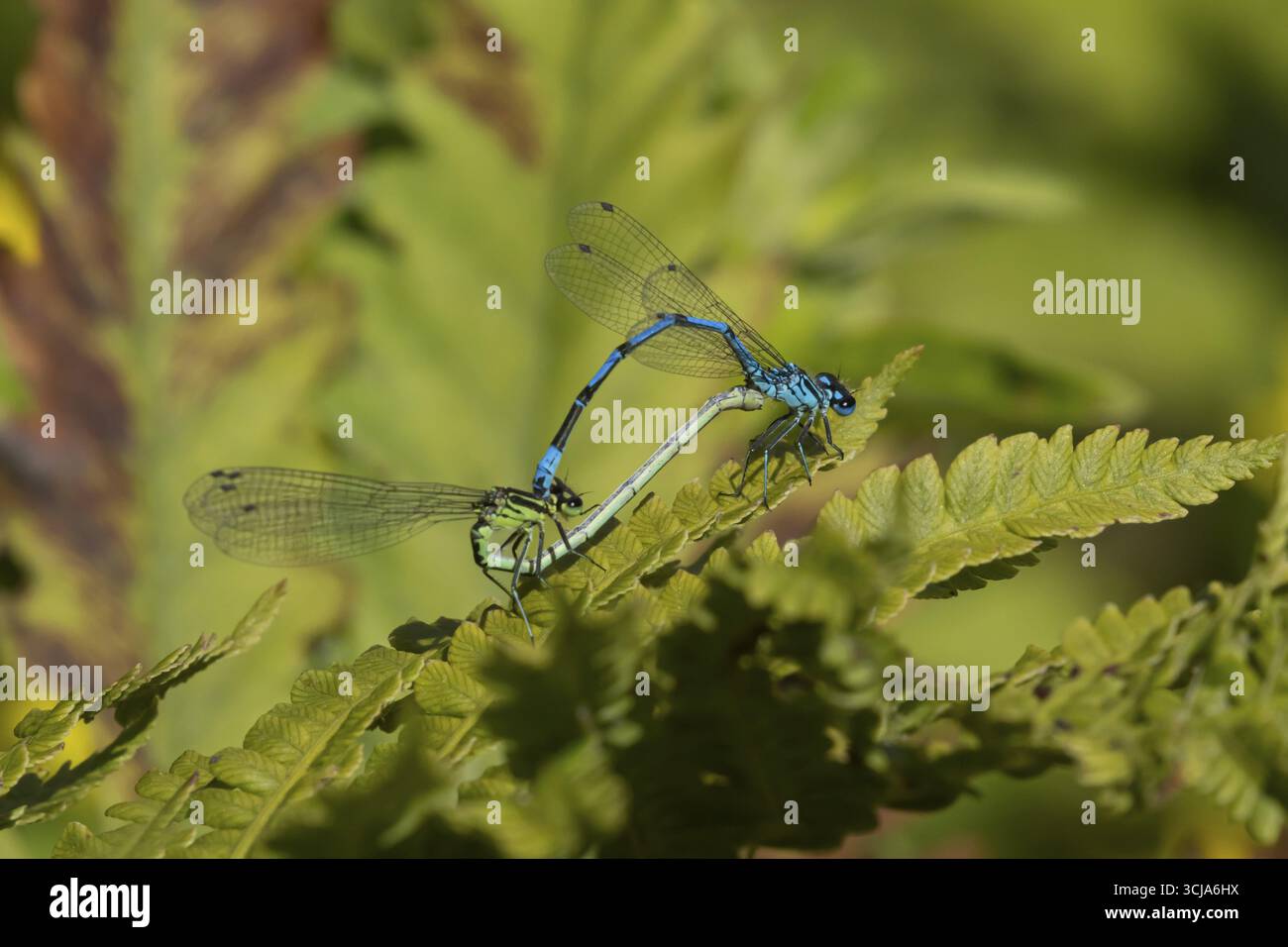 Damselfly blu comune (Enallagma cyathigerum) due damselfane adulte che si accoppiano su una foglia di pianta in estate, Inghilterra, Regno Unito Foto Stock