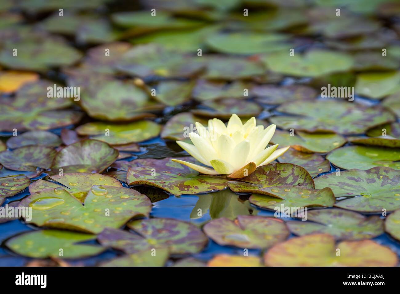 Laghetto da giardino con ninfee di colore giallo chiaro (Nymphaea sp). Fiore di giglio giallo chiaro (Nymphaea) con foglie verdi. Sfondo floreale Foto Stock