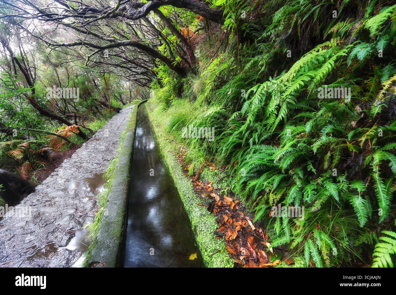 Sentiero escursionistico Levada 25 Fontes nella foresta di allori - percorso per le famose venticinque fontane in uno splendido paesaggio - Isola di Madeira, Portogallo Foto Stock