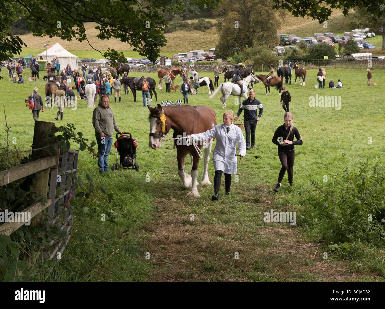 Un concorrente di cavalli pesanti lascia l'anello equestre, Millom and Broughton Agricultural Show, Cumbria, agosto 2025 Foto Stock