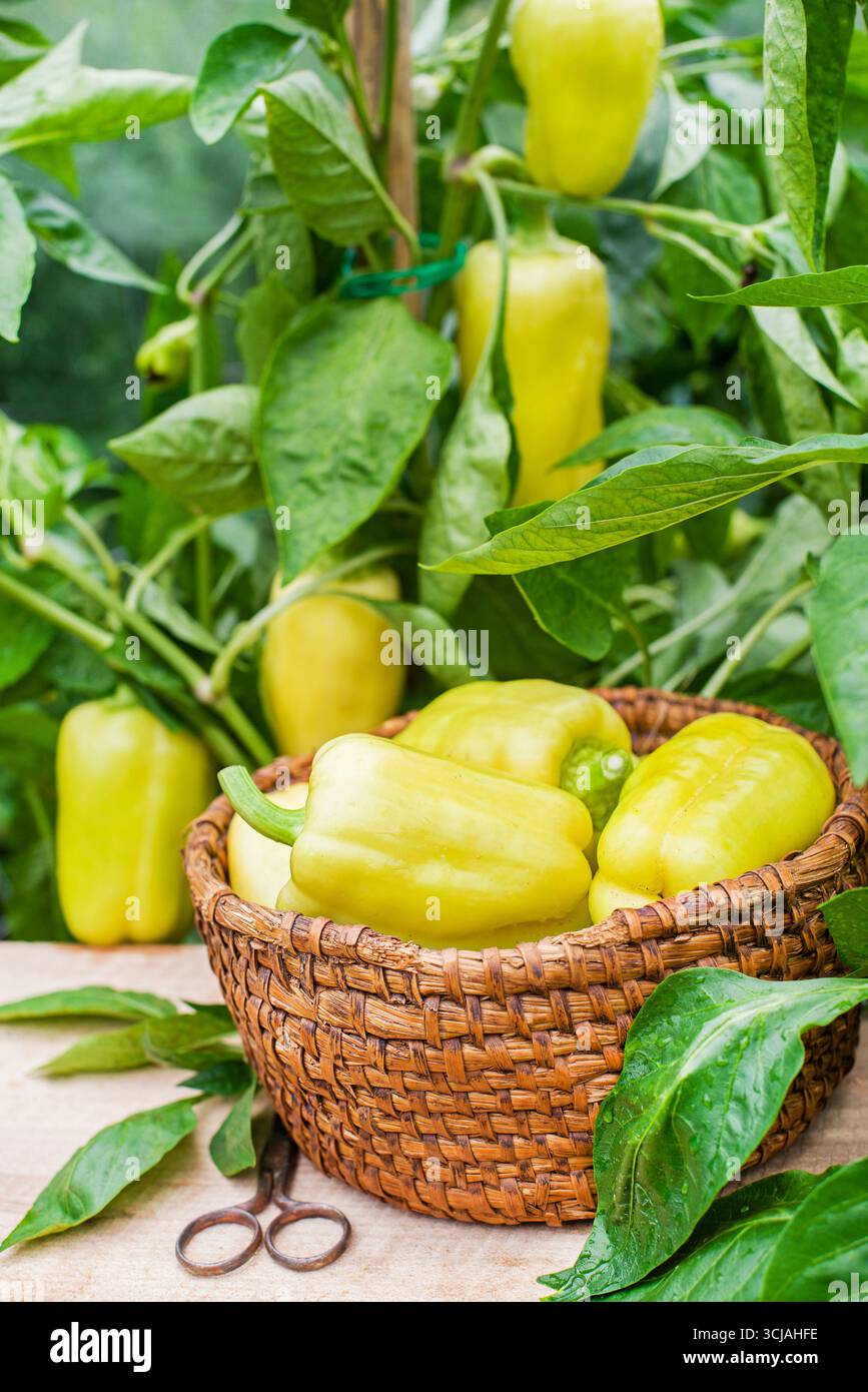 Raccolta di peperoni gialli biologici freschi in azienda agricola, concetto agricolo Foto Stock