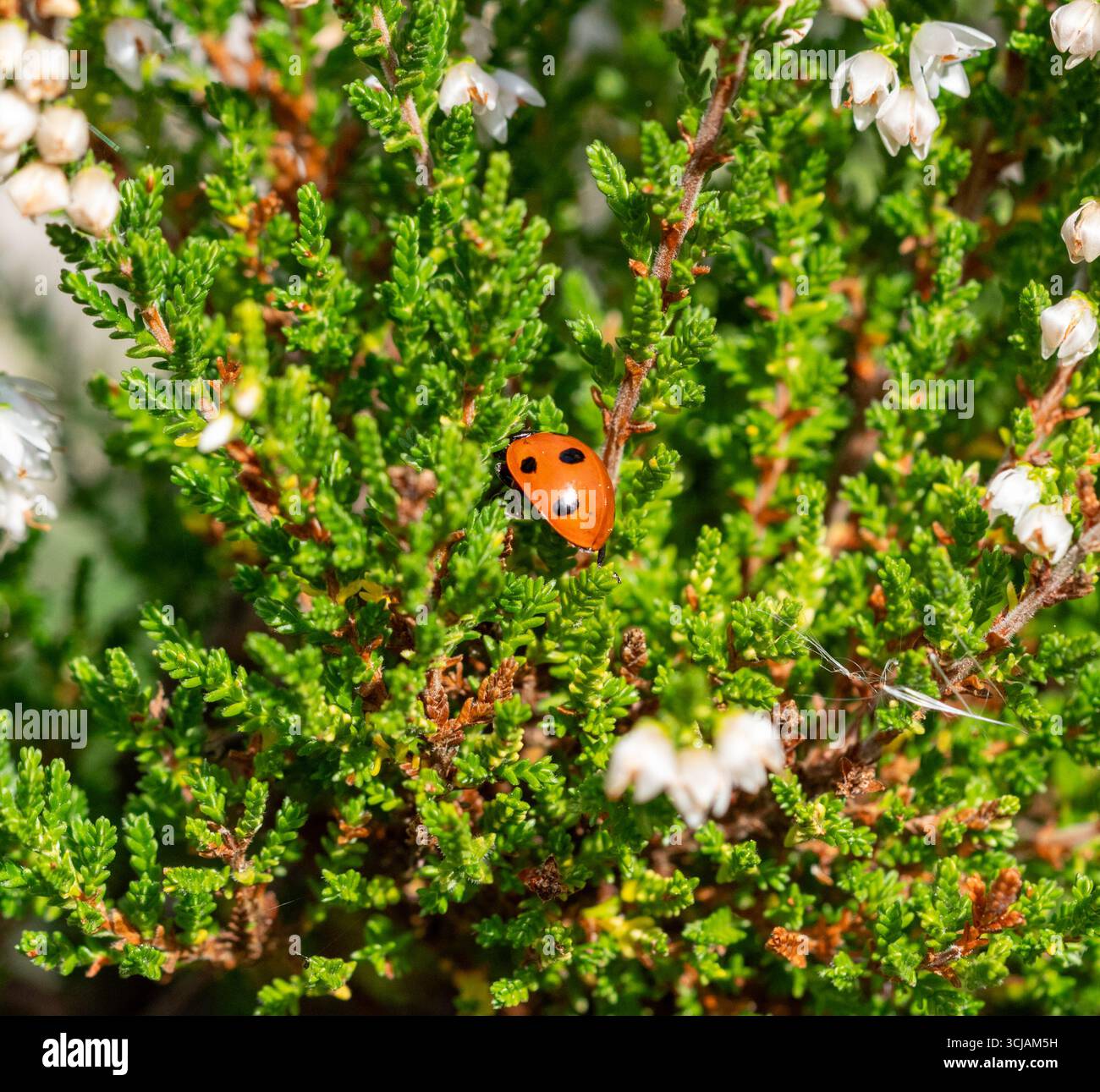 Settembre 2025 Macro chiusura di un Ladybird a sette punti, o coccinella septempunctata, su una pianta di erica in un giardino di campagna inglese Foto Stock