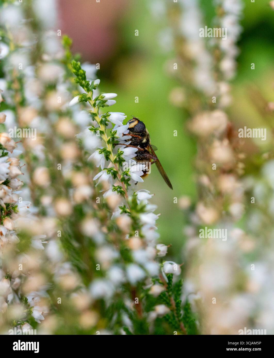 Un hoverfly, Myathropa florea, The Batman Hoverfly, o Eristalis tenax, che si nutre del nettare di una pianta in fiore, heather, Calluna, in Inghilterra, Regno Unito Foto Stock