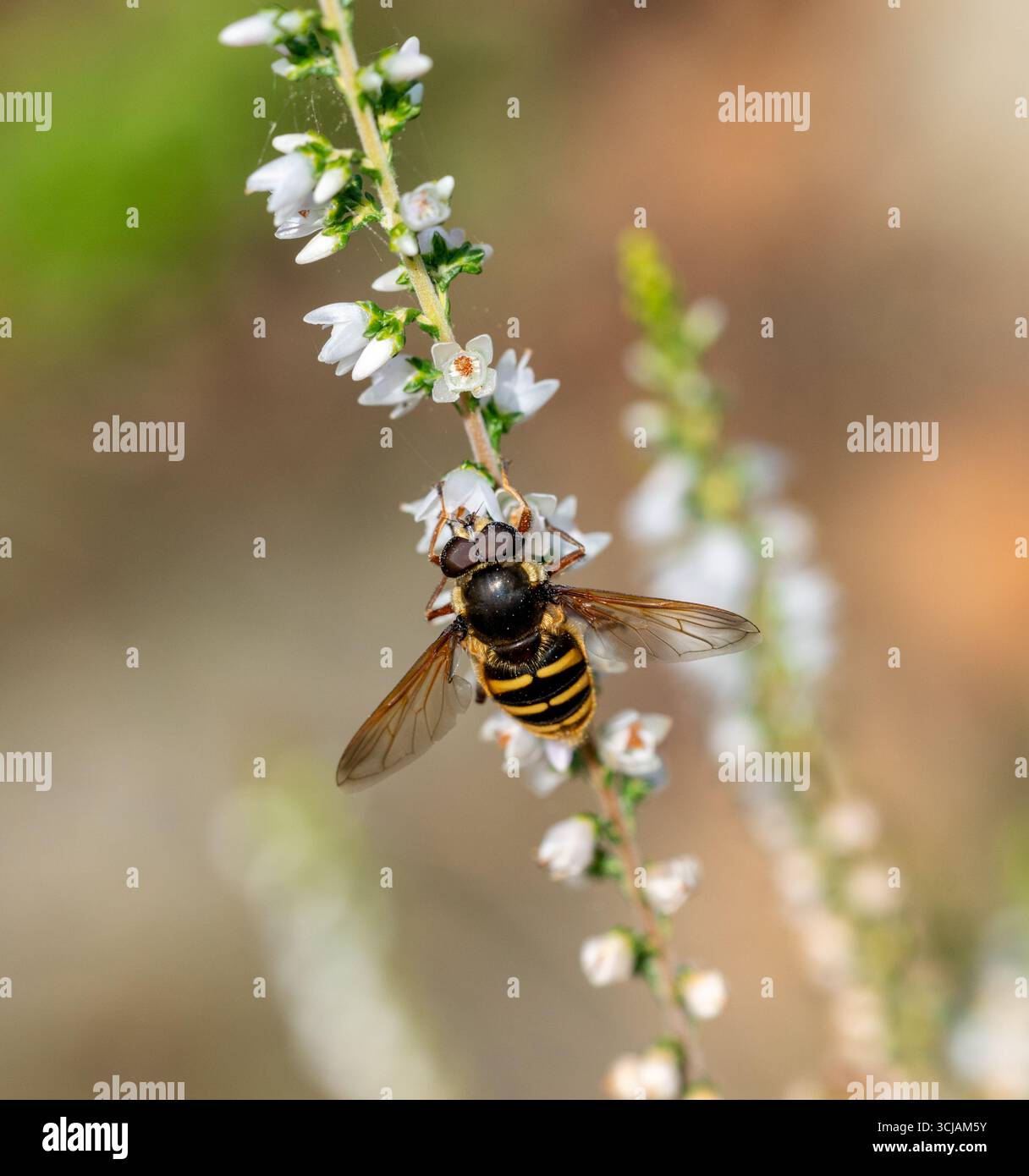 Un hoverfly, Myathropa florea, The Batman Hoverfly, o Eristalis tenax, che si nutre del nettare di una pianta in fiore, heather, Calluna, in Inghilterra, Regno Unito Foto Stock