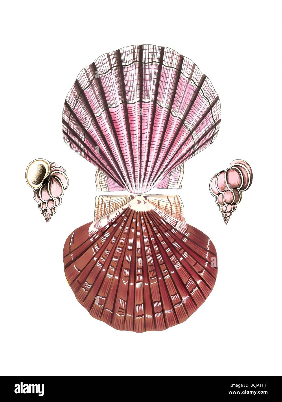 Illustrazione del guscio marino. Disegno vintage dettagliato di conchiglie marine su sfondo bianco. Foto Stock