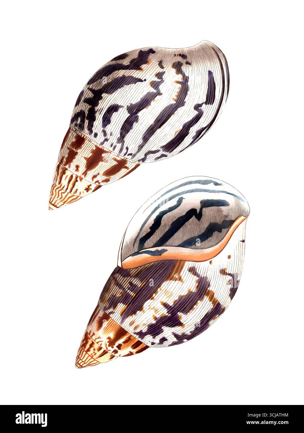 Illustrazione del guscio marino. Disegno vintage dettagliato di conchiglie marine su sfondo bianco. Foto Stock