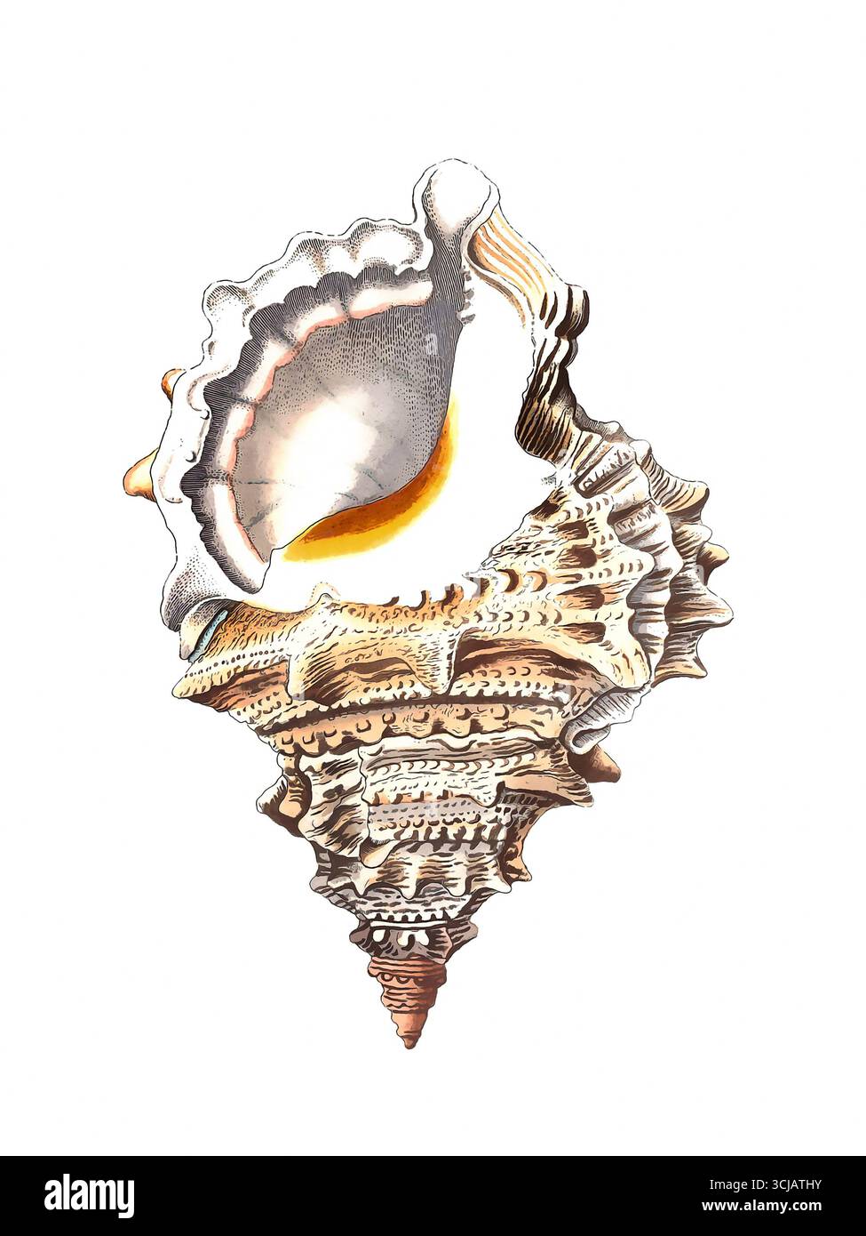 Illustrazione del guscio marino. Disegno vintage dettagliato di conchiglie marine su sfondo bianco. Foto Stock