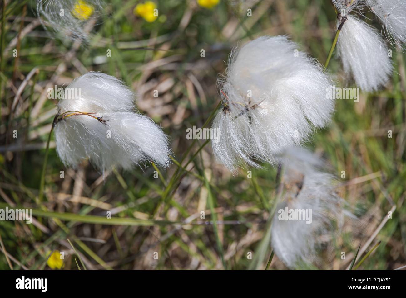 Cotone comune (Eriophorum angustifolium) Foto Stock