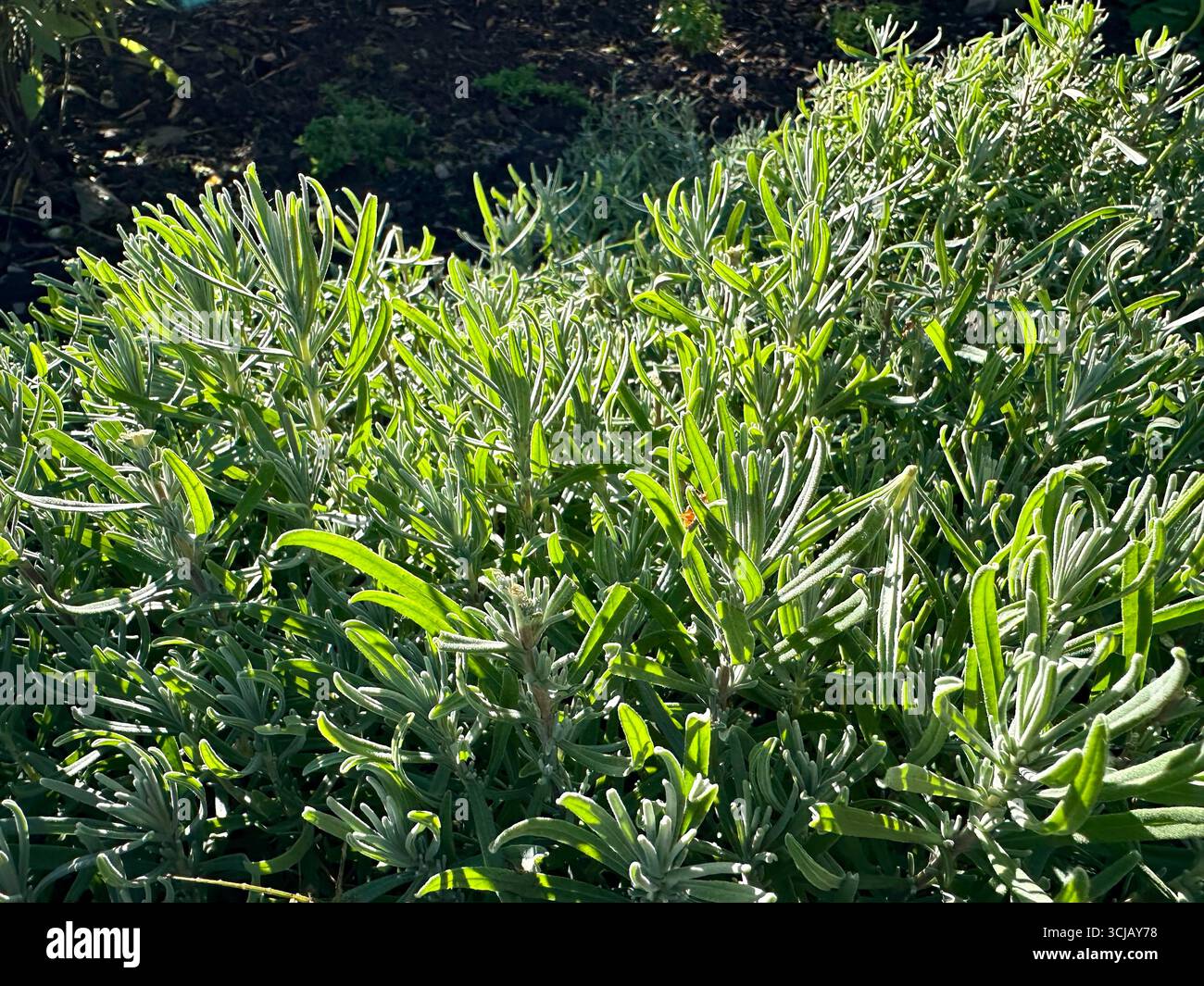 Un cespuglio di lavanda che è stato rifinito a fine estate per prepararsi all'inverno e a una nuova crescita in primavera Foto Stock