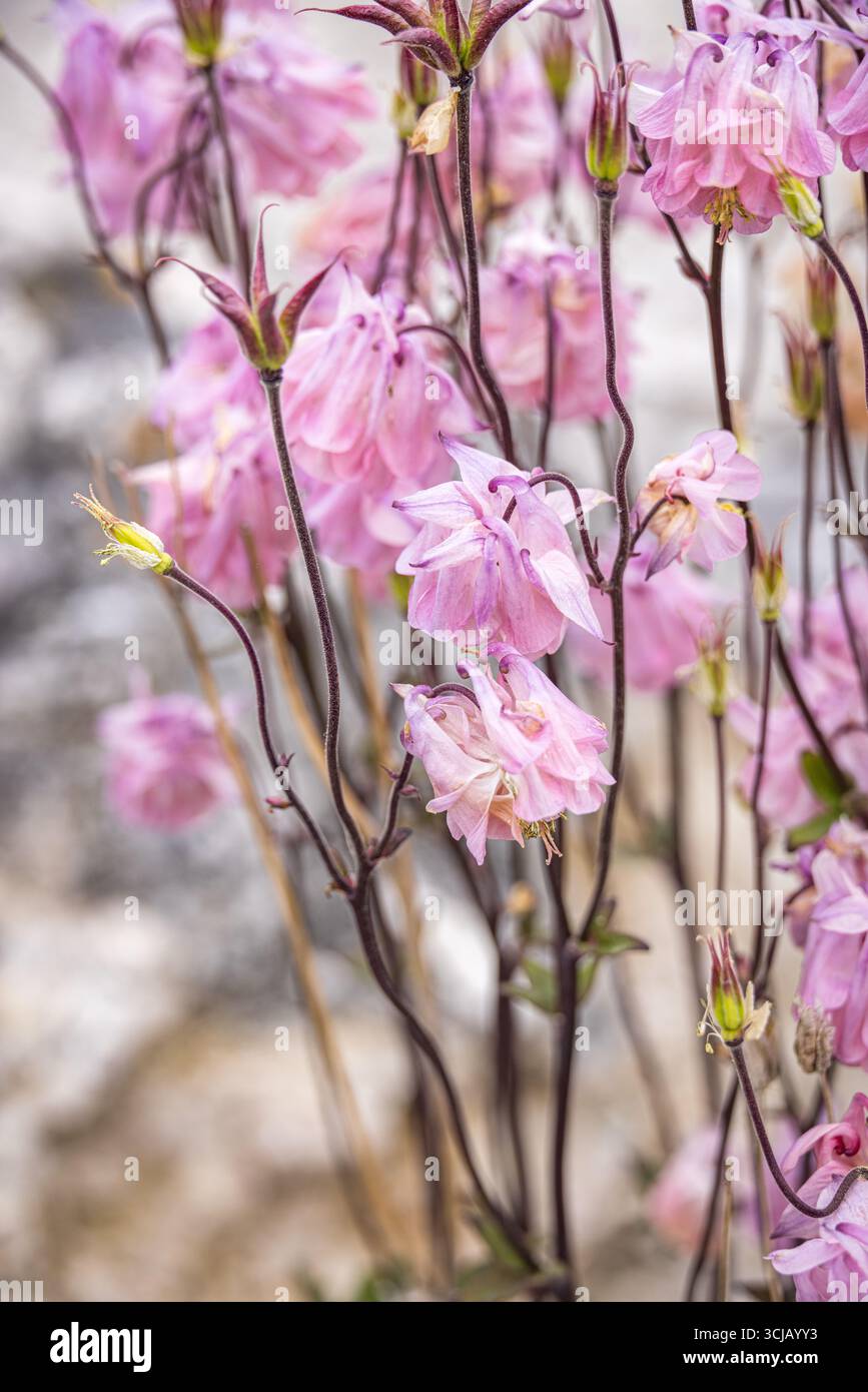 Fiori di Akjela (Aquilegia) a Gotland, Svezia Foto Stock