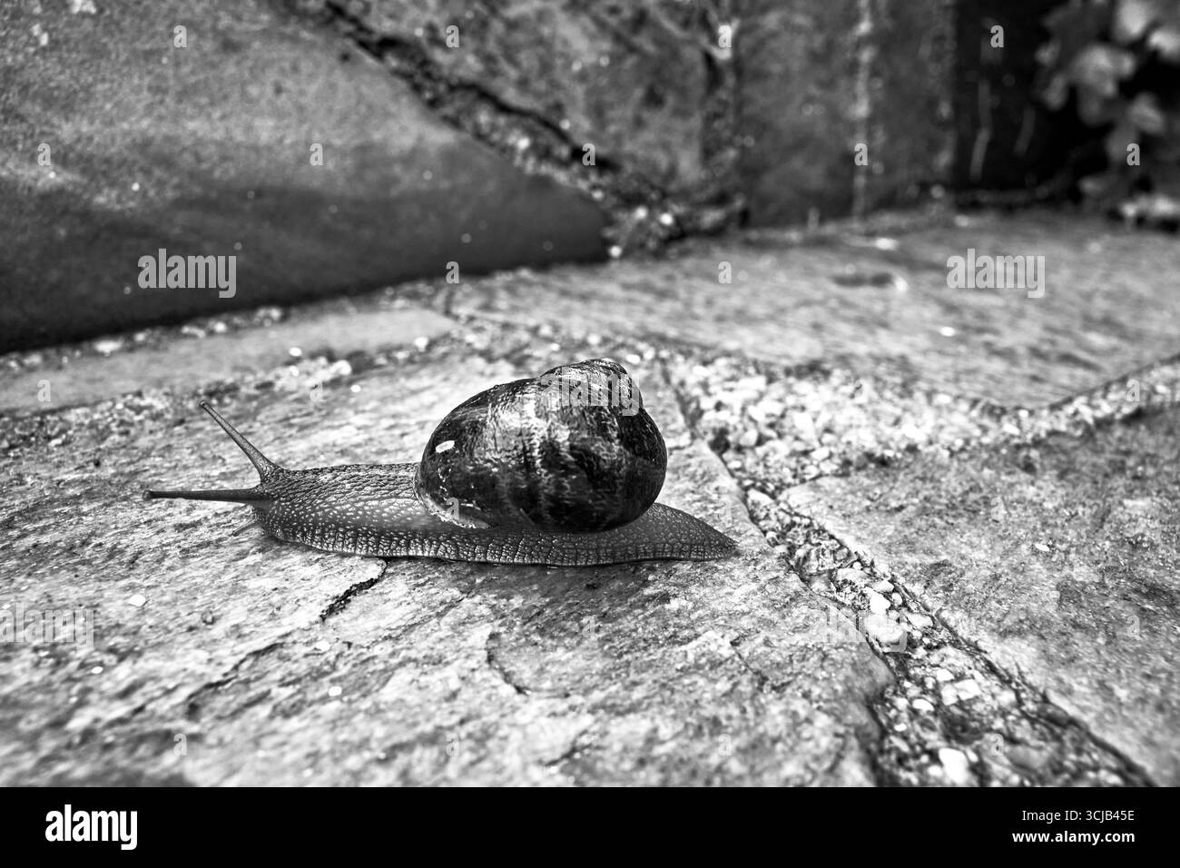 Una lumaca rossa con un guscio che strizza su un muro di cemento dopo la pioggia, Grecia, monocromatica Foto Stock