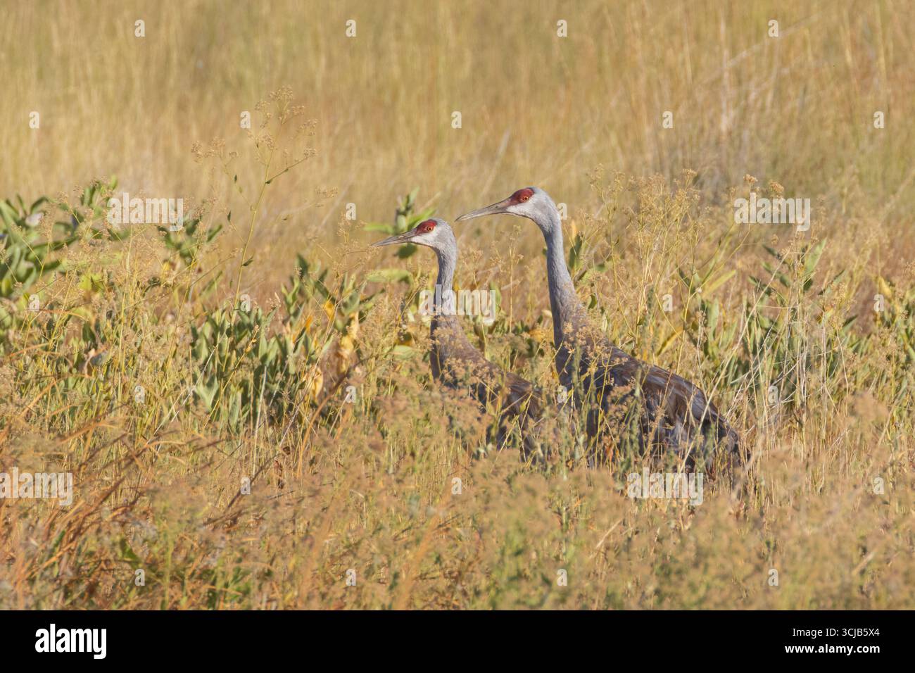 Coppia di gru Sandhill (Antigone canadensis) in prato dorato presso Honey Lake Wildlife area, Lassen County, California Foto Stock
