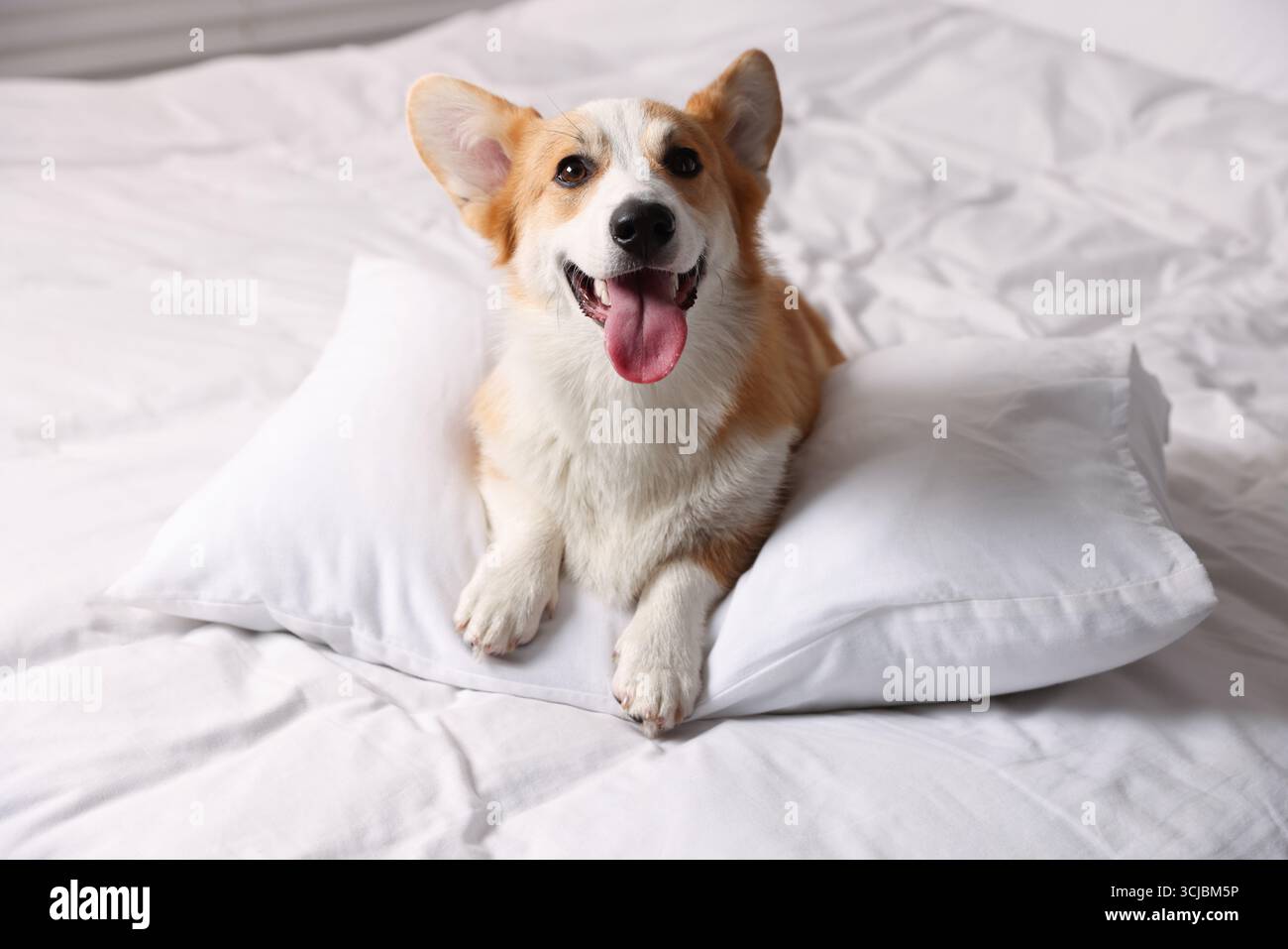 Hotel in cui sono ammessi gli animali domestici. Bel cane con cuscino su coperta bianca Foto Stock