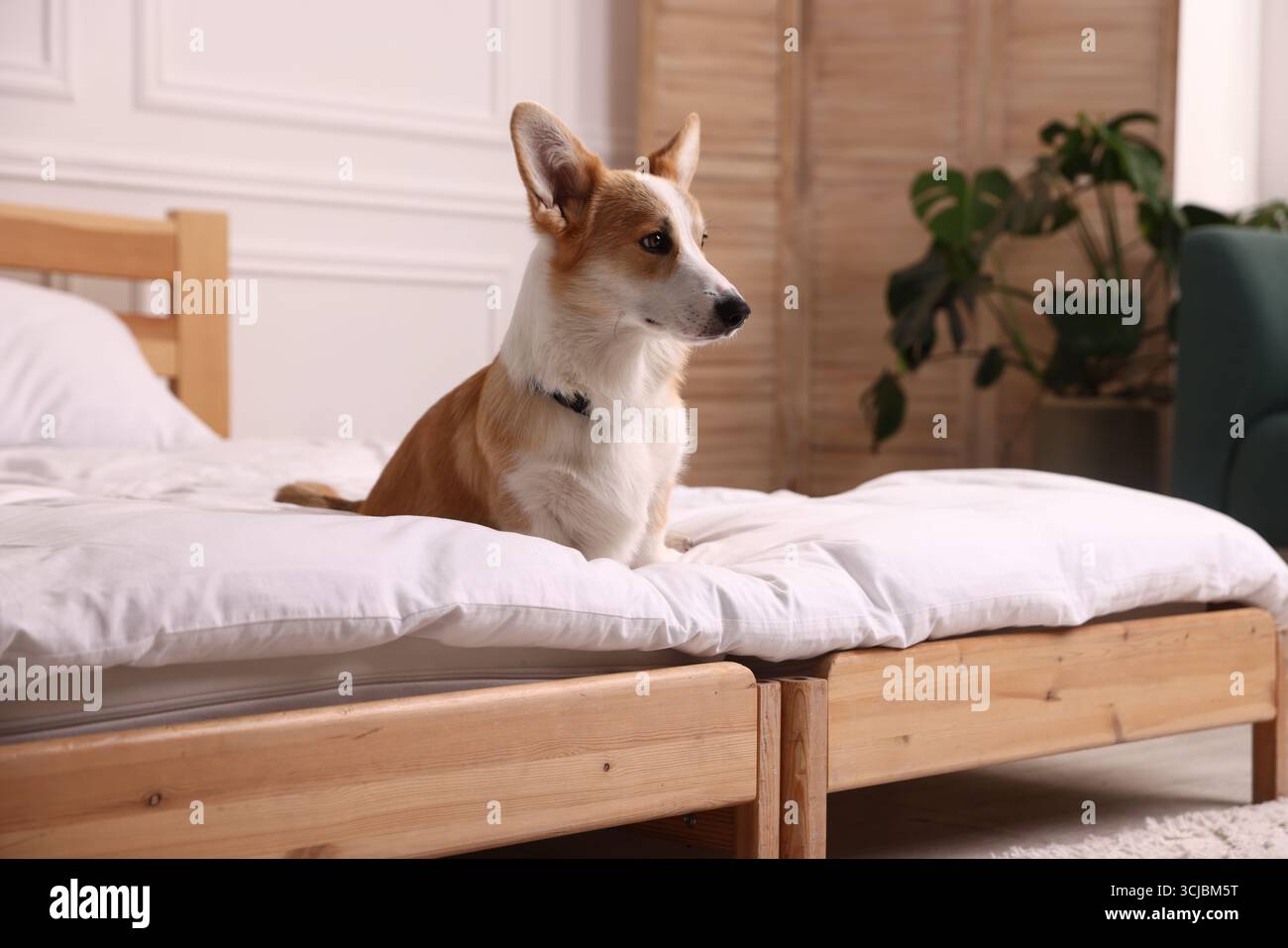 Hotel in cui sono ammessi gli animali domestici. Bel cane seduto sul letto all'interno Foto Stock