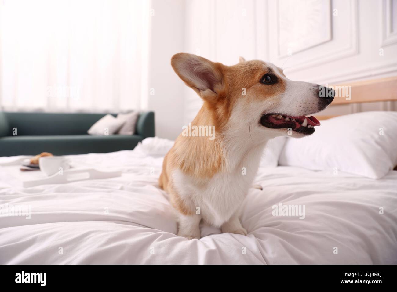 Hotel in cui sono ammessi gli animali domestici. Bel cane seduto sul letto all'interno Foto Stock