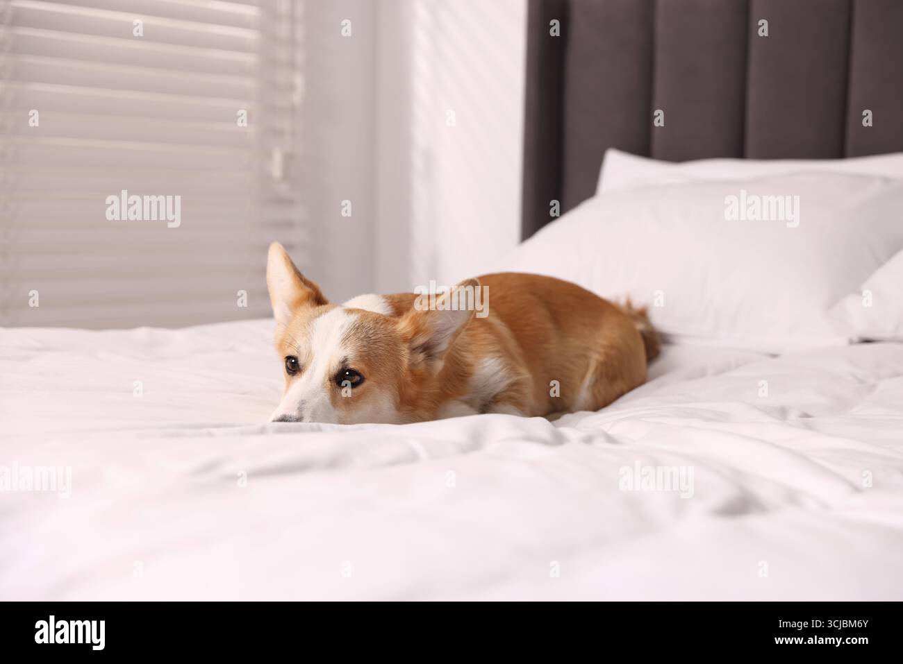 Hotel in cui sono ammessi gli animali domestici. Bel cane steso sul letto in casa Foto Stock
