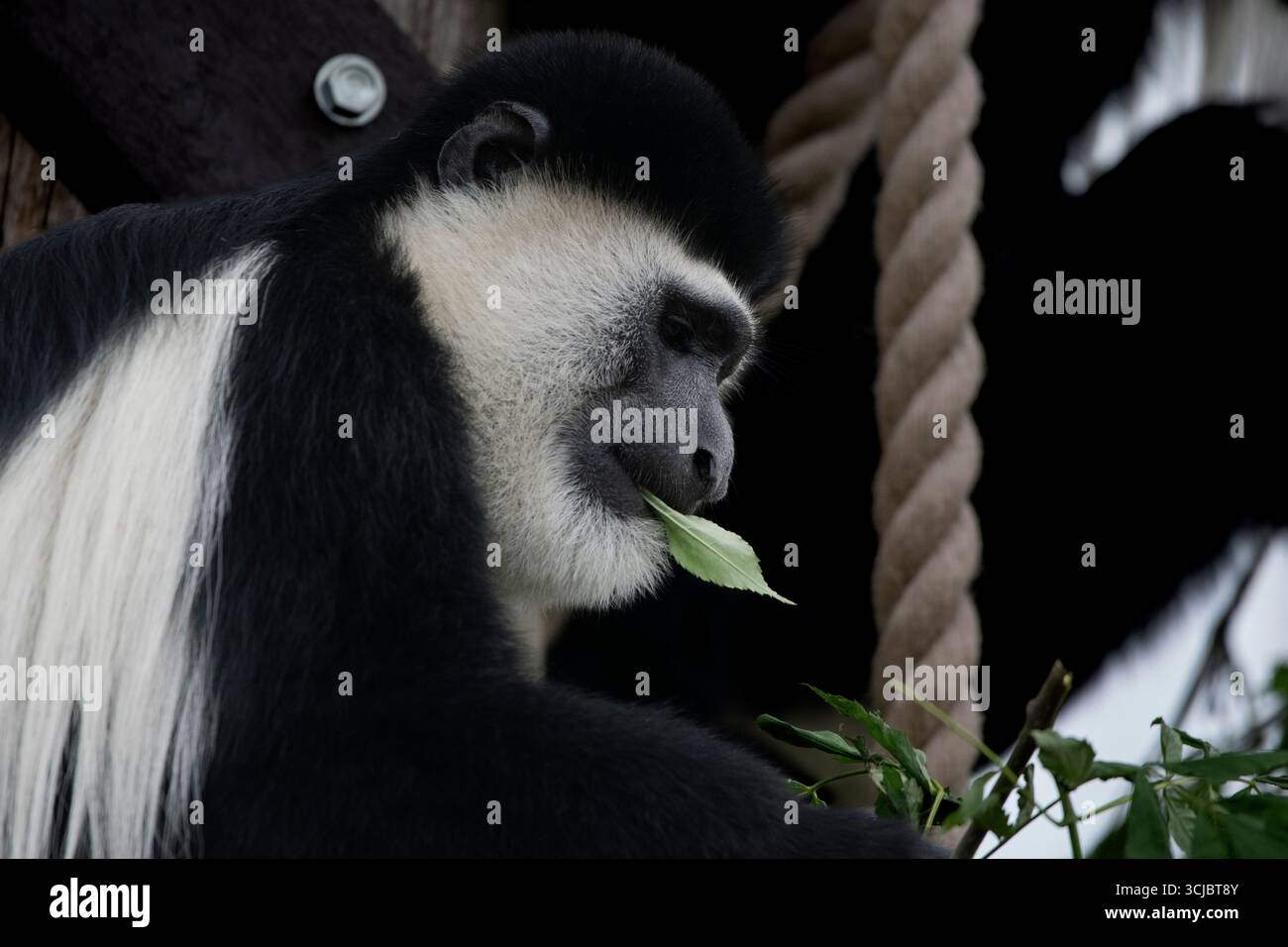 La Guereza Mantled (Colobus guereza), chiamata anche Colobus bianco e nero orientale, o Colobus bianco e nero abissino. Foto Stock