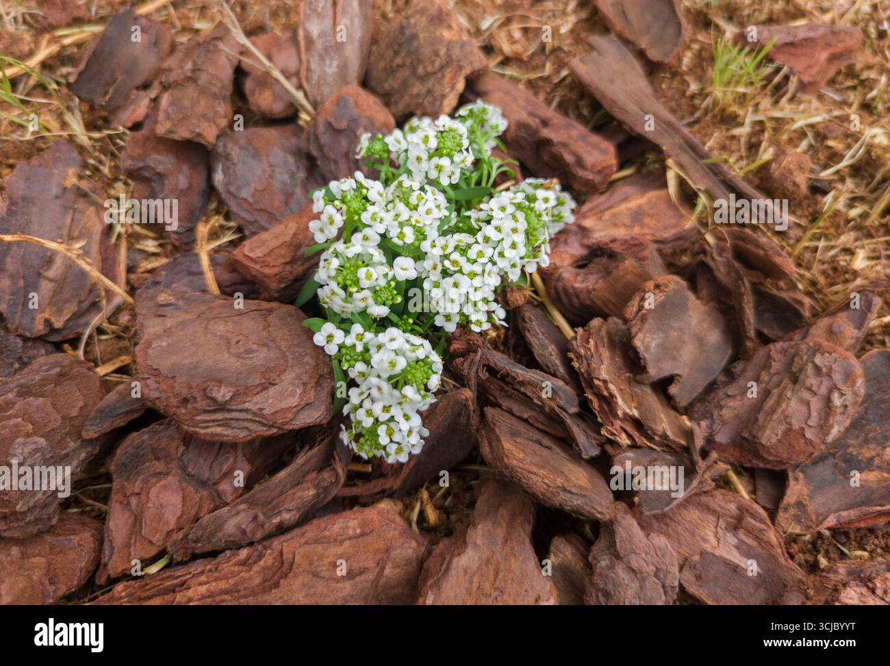 Alyssum maritimum ha appena piantato. Macinato con pacciame di corteccia di pino Foto Stock