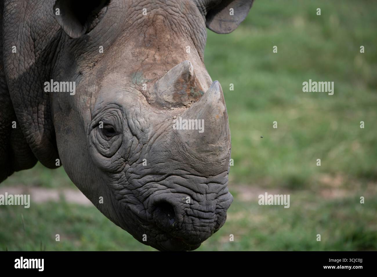 Il rinoceronte nero orientale (Diceros bicornis michaeli), noto anche come rinoceronte nero dell'Africa orientale. È una sottospecie del rinoceronte nero Foto Stock