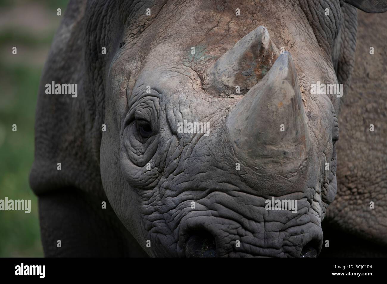 Il rinoceronte nero orientale (Diceros bicornis michaeli), noto anche come rinoceronte nero dell'Africa orientale. È una sottospecie del rinoceronte nero Foto Stock