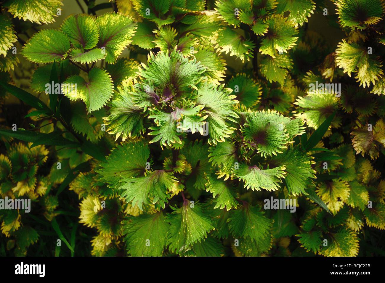 Un gruppo di colorate piante di coleus o scutellarioidi di Plectranthus con foglie verdi e viola Foto Stock