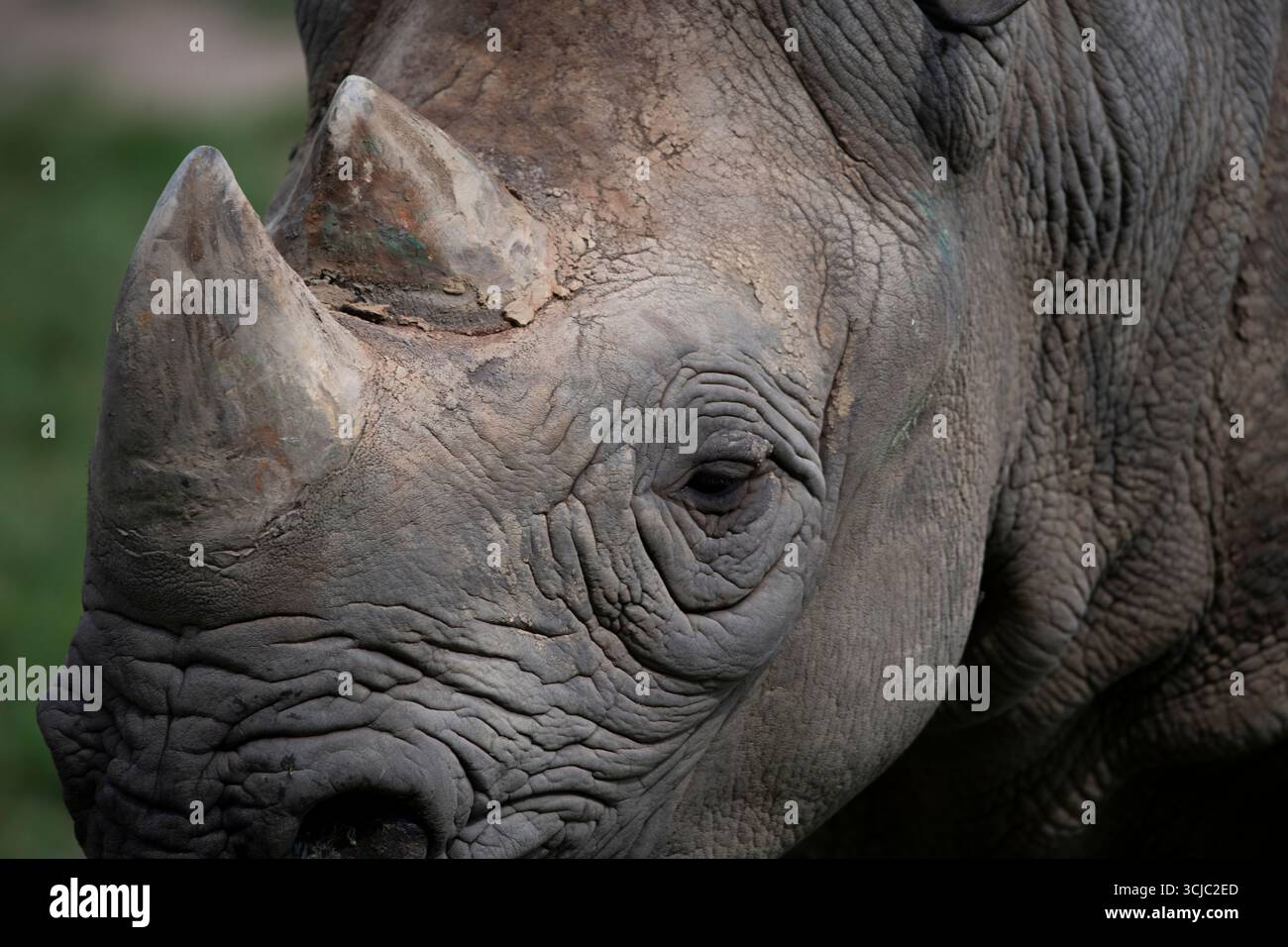 Il rinoceronte nero orientale (Diceros bicornis michaeli), noto anche come rinoceronte nero dell'Africa orientale. È una sottospecie del rinoceronte nero Foto Stock
