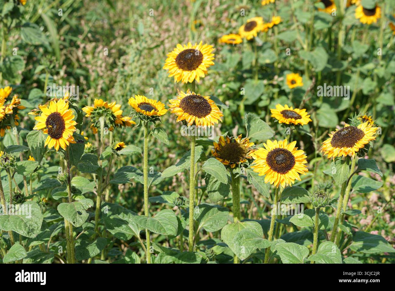 Campo di girasole giallo nel paesaggio rurale estivo sotto la luce del sole brillante. Milford, Inghilterra Foto Stock