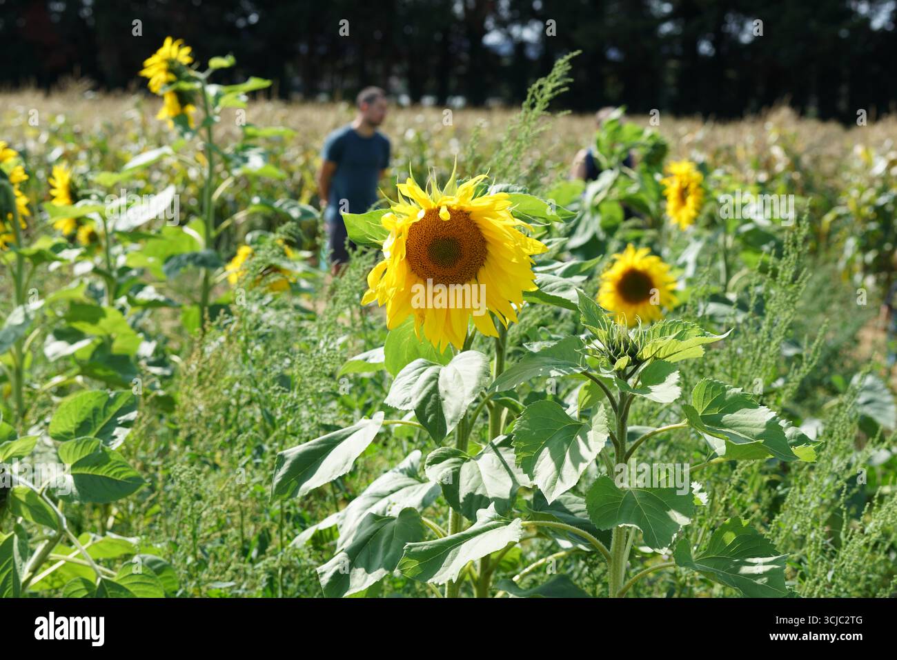 Luminosi girasoli che fioriscono in un tranquillo campo agricolo durante una giornata di sole. Milford, Inghilterra Foto Stock
