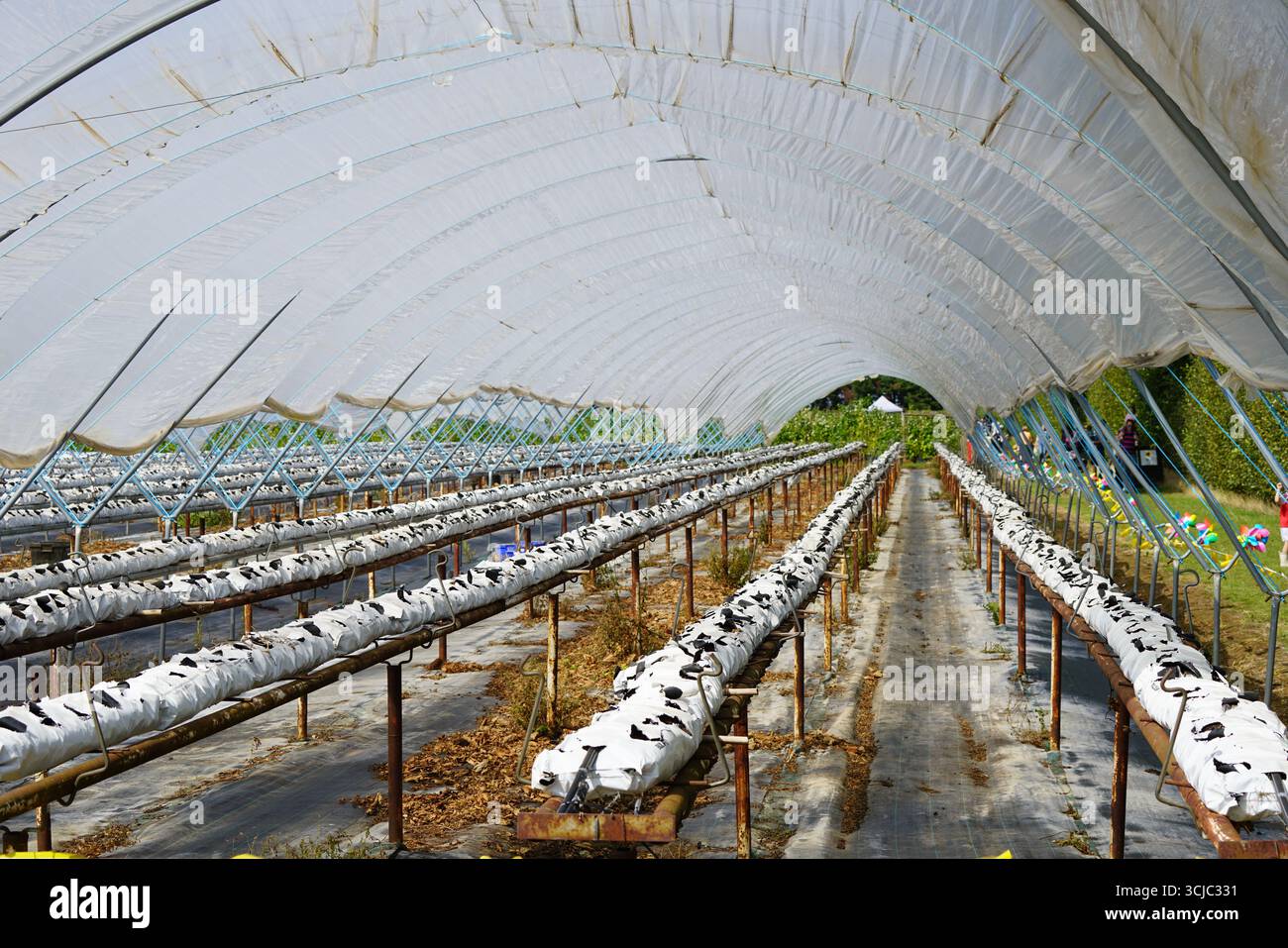 Grande serra agricola con sistema idroponico per la coltivazione di piante. Milford, Inghilterra Foto Stock