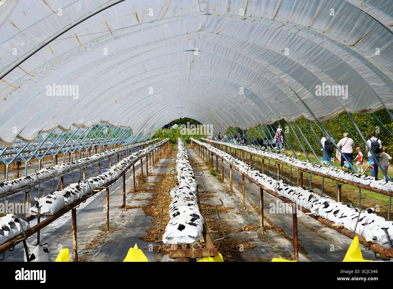 Vista interna della serra agricola con file di piantagione. Milford, Inghilterra Foto Stock