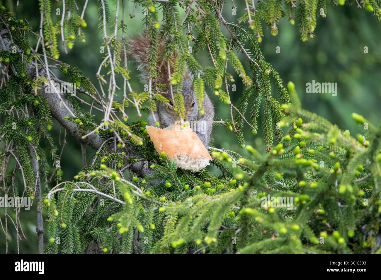 Lo scoiattolo grigio orientale (Sciurus carolinensis), noto anche al di fuori degli Stati Uniti, come scoiattolo grigio. Foto Stock