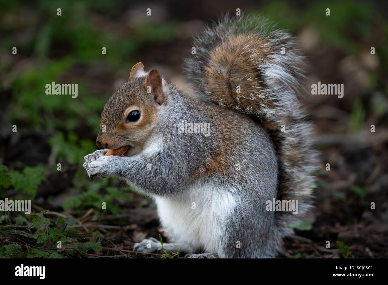 Lo scoiattolo grigio orientale (Sciurus carolinensis), noto anche al di fuori degli Stati Uniti, come scoiattolo grigio. Foto Stock