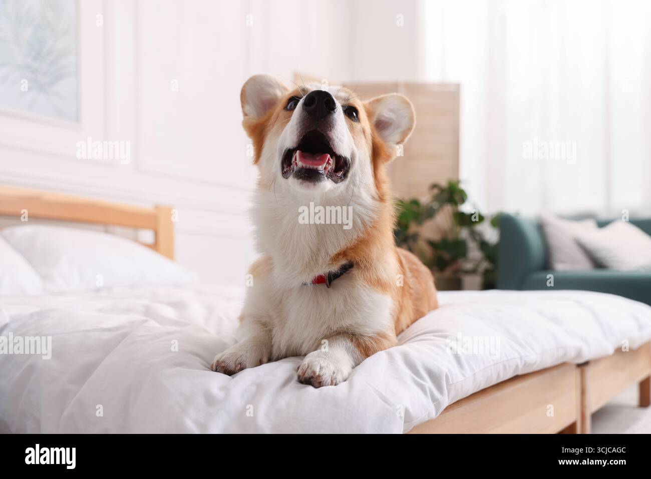 Hotel in cui sono ammessi gli animali domestici. Bel cane a letto al chiuso Foto Stock