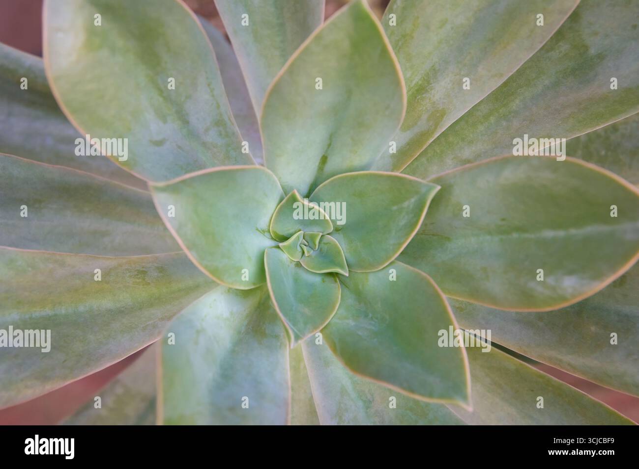 primo piano top down di echeveria succulenta con foglie verdi carnose che formano una rosetta a spirale che si estende verso l'esterno, sfondo naturale full frame Foto Stock