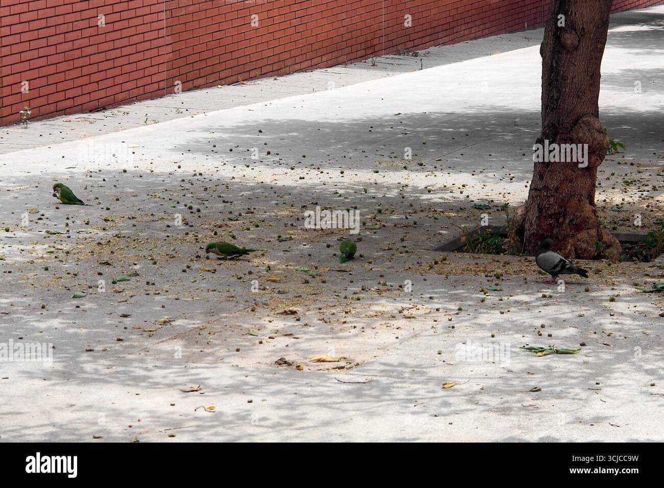 Uno scatto alla luce del giorno di uccelli urbani che mangiano su un passaggio pedonale in cemento, catturando un momento di vita cittadina. Foto Stock