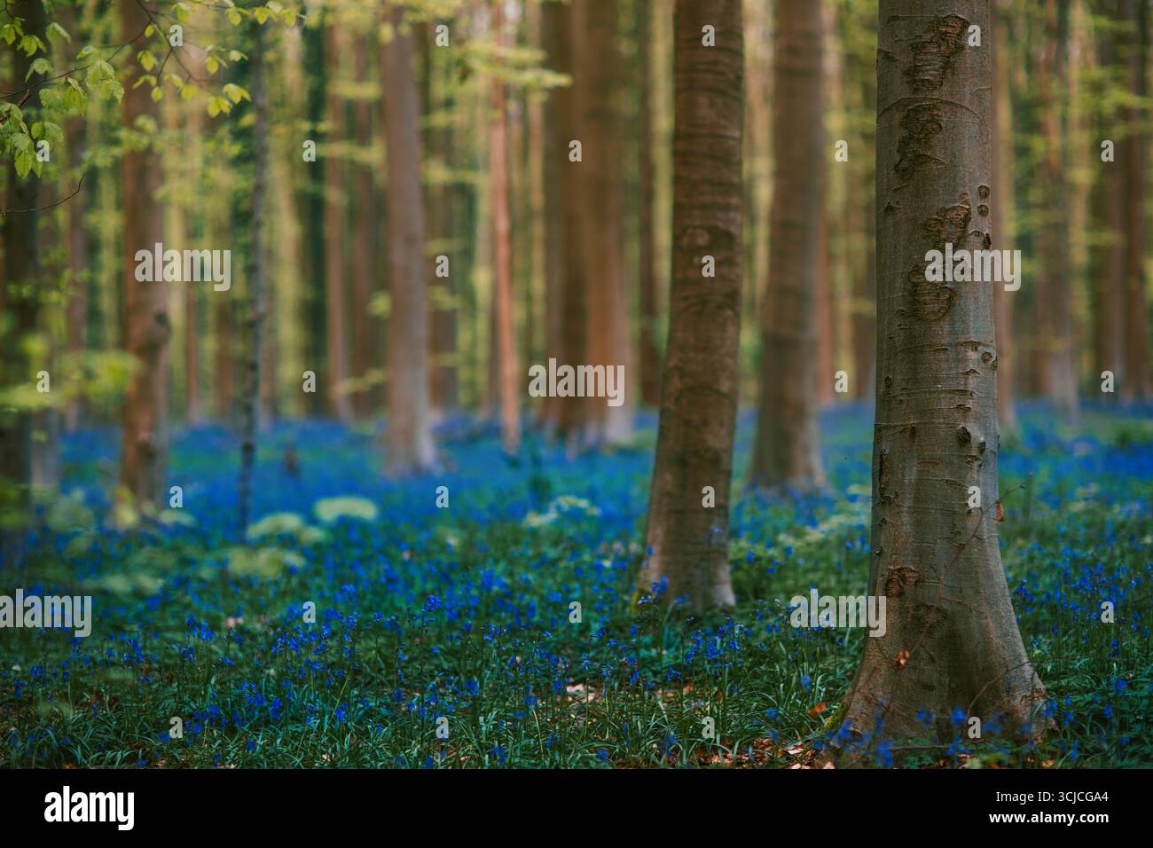 Incantevole Hallerbos, conosciuto come il Bluebell Woods, a Hal, Belgio. Questa magica foresta si anima in primavera con uno splendido tappeto di vivace bluebe Foto Stock