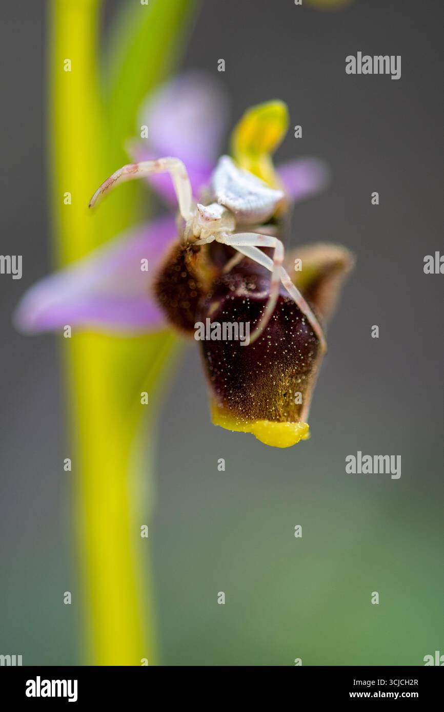 Un dettagliato primo piano di un'orchidea di becco del bosco con un ragno di granchio arroccato sul suo petalo. Questa suggestiva immagine mette in risalto l'intricata bellezza della flora iberica Foto Stock