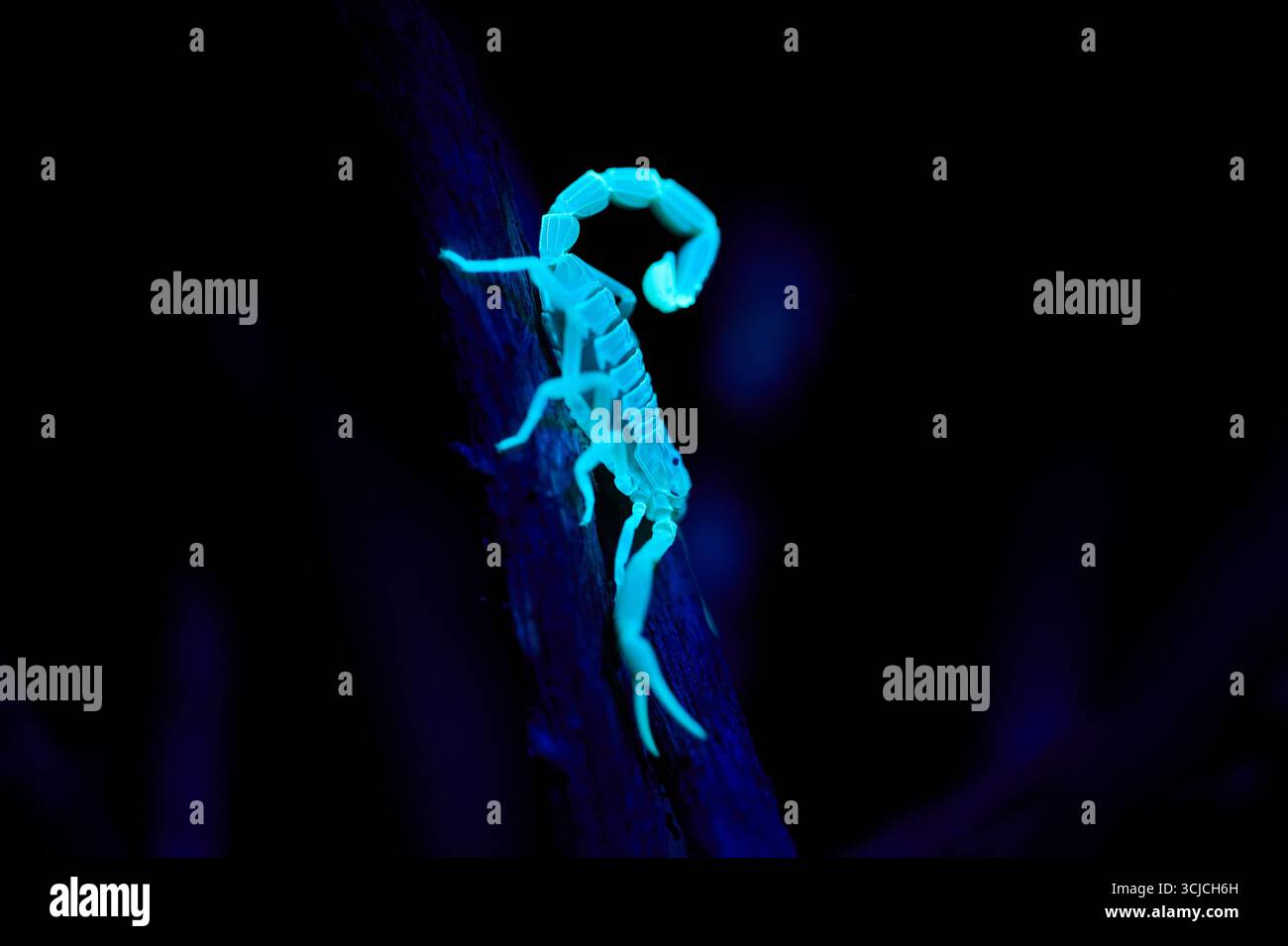 Un'immagine sorprendente di uno scorpione che si illumina di vivaci sfumature blu sotto la luce ultravioletta, evidenziandone le caratteristiche peculiari mentre si arrampica su una t scura Foto Stock