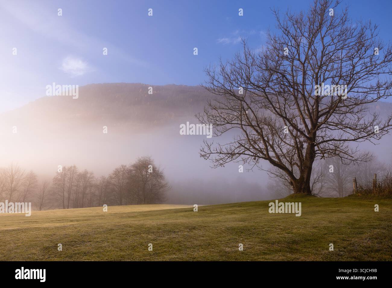 Una serena mattina d'autunno nelle Alpi europee, caratterizzata da un paesaggio coperto di nebbia con alberi sagomati, un cielo blu e un'atmosfera tranquilla di rosa Foto Stock