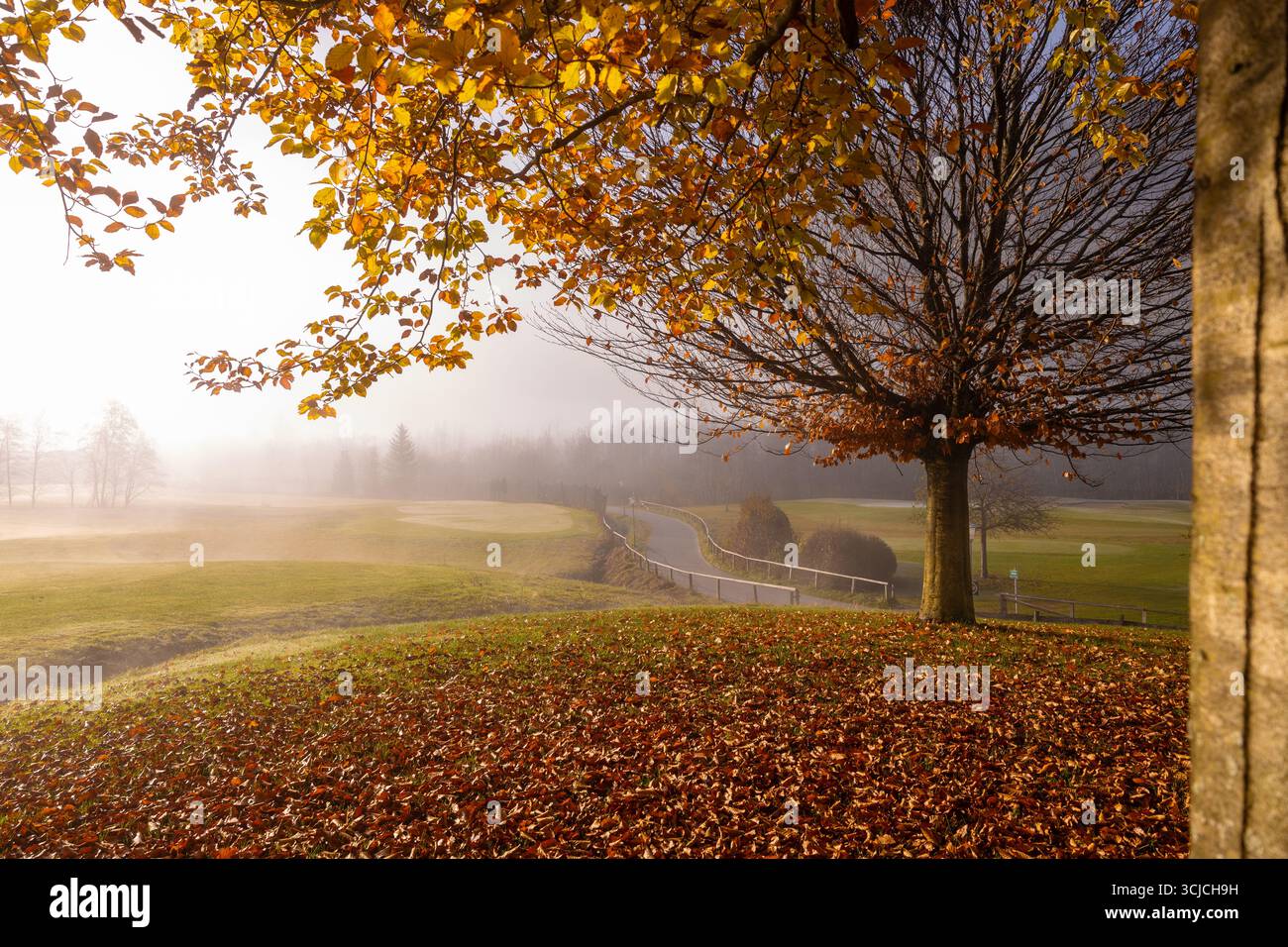 Serena mattina autunnale nelle Alpi europee, con foglie dorate che tappezzano il terreno. Un'atmosfera nebbiosa e tranquilla avvolge un percorso tortuoso attraverso lussureggianti Foto Stock