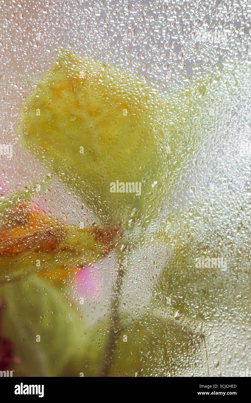 Leafs si vede attraverso il vetro ricoperto di gocce d'pioggia, creando un effetto astratto e artistico. Le goccioline ammorbidiscono i dettagli del fiore, aggiungendo una a da sogno Foto Stock