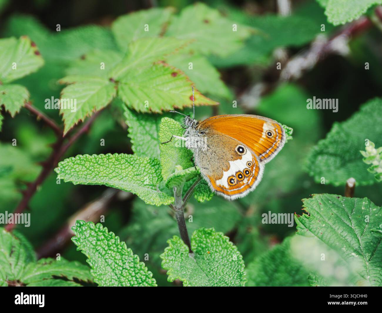 Una farfalla Coenonympha arcani mostra le sue vibranti ali arancioni e marroni mentre si appoggia delicatamente su lussureggianti foglie verdi, evidenziando la bellezza di na Foto Stock