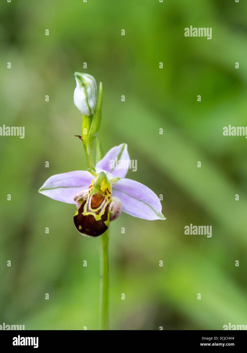 Primo piano di un'apifera di Ophrys, conosciuta come l'orchidea delle api, che mostra i suoi intricati motivi e i colori vivaci in mezzo a una vegetazione lussureggiante, celebrando la natura Foto Stock