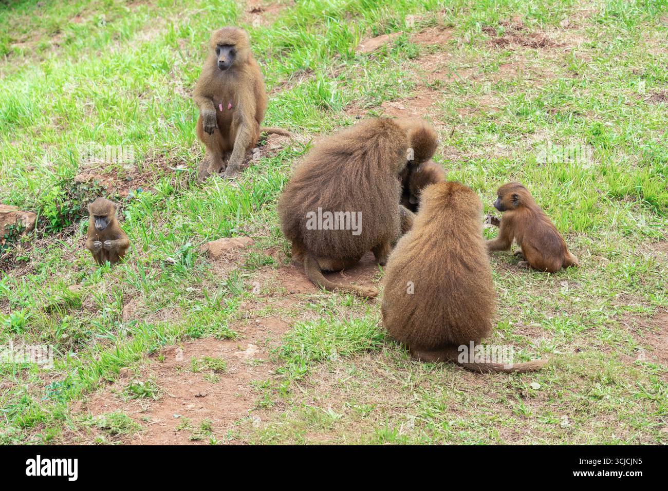Un gruppo di babbuini si riunisce sulle pianure erbose dell'Africa, con adulti e giovani che interagiscono. Le dinamiche sociali e il comportamento naturale di questi p Foto Stock