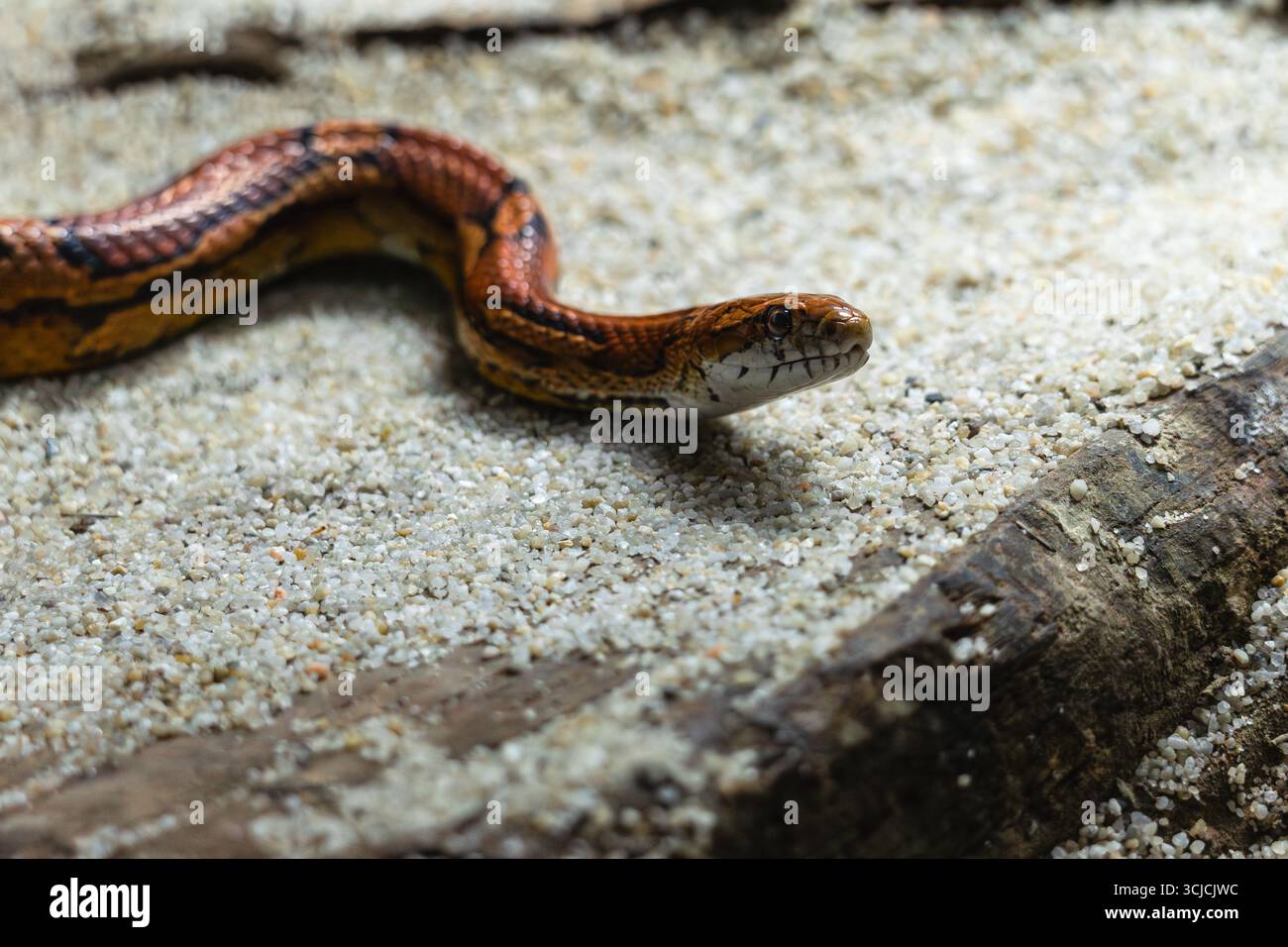 Un serpente di mais si estende elegantemente su una superficie sabbiosa, mostrando i suoi sorprendenti motivi e colori. La trama dettagliata delle sue scale viene evidenziata Foto Stock
