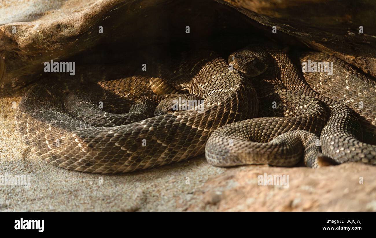 Un serpente a sonagli avvolto si trova sotto un rifugio roccioso, che si fonde perfettamente nel suo habitat naturale. Le sue scale modellate riflettono il gioco della luce solare, s Foto Stock