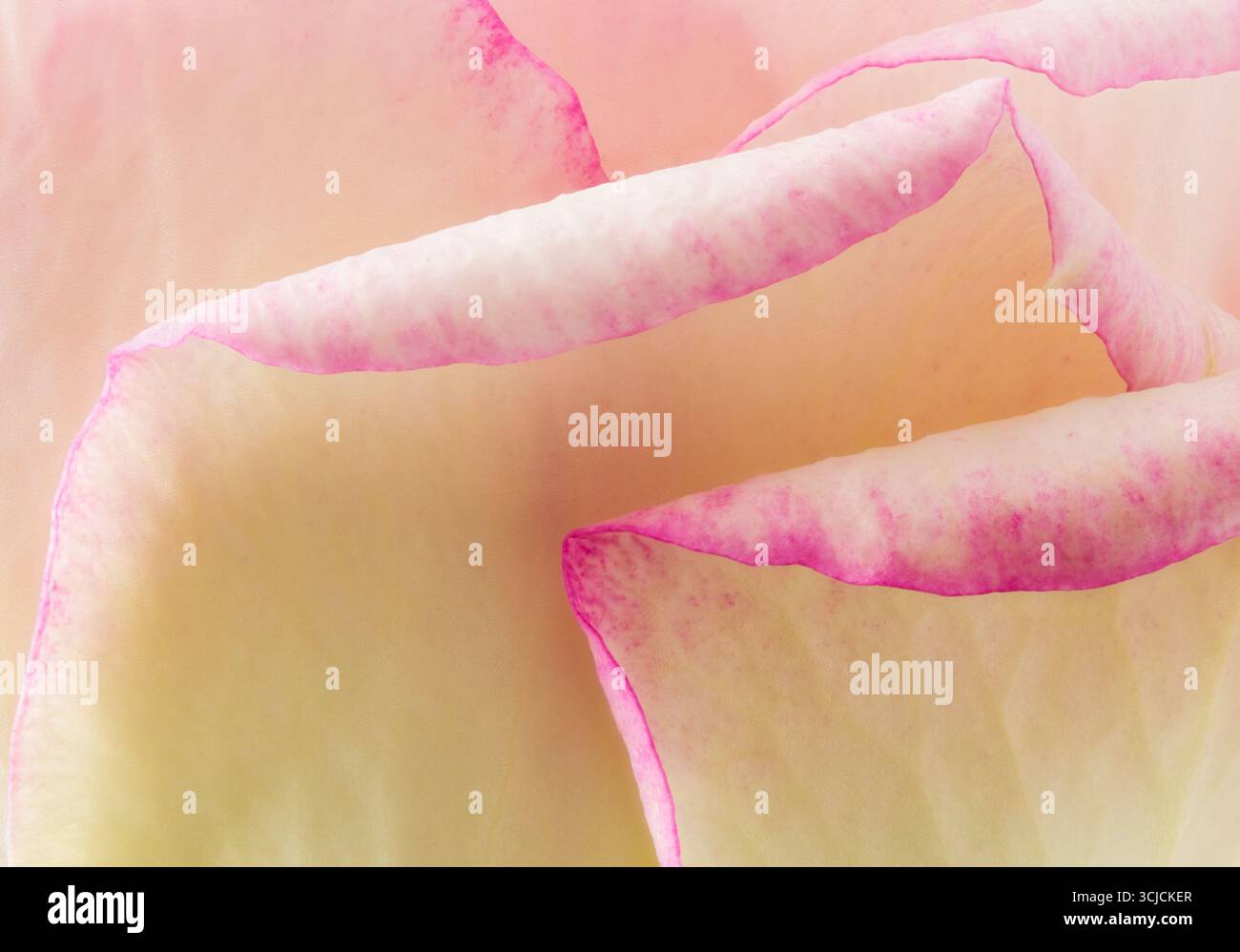 Macrofotografia che mostra i delicati petali rosa e crema di una rosa in miniatura in primavera. Un sottile effetto bagliore migliora le complesse texture e il sof Foto Stock