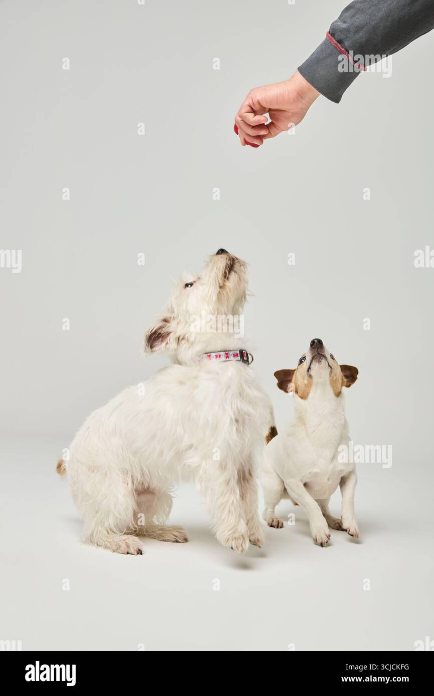 Immagine irriconoscibile ritagliata di due cani attenti, uno dei quali un Jack Russell Terrier seduto e che si guarda a una mano, offrendo un piacere in un luminoso stu Foto Stock