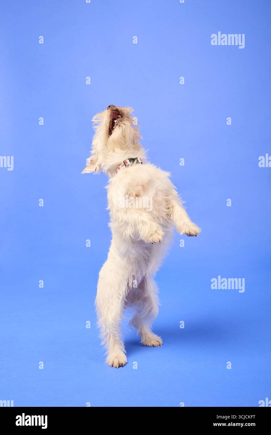 Un cane giocoso si erge sulle gambe posteriori su uno sfondo blu vivace. L'animale mostra energia ed entusiasmo, con il suo morbido cappotto bianco e. Foto Stock